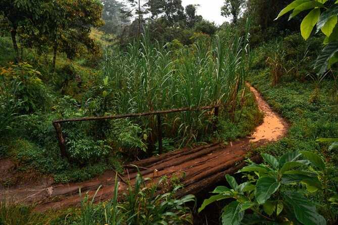 Materuni Waterfall Hike & Coffee Tour - Walking through Materuni Village and rainforest
