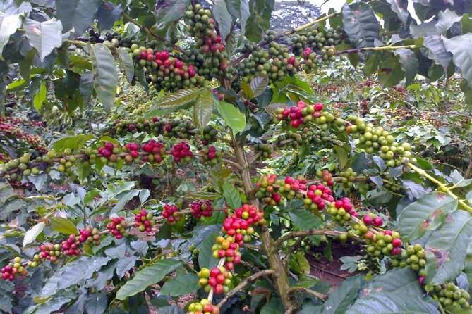 Materuni Waterfall Hike & Coffee Tour - Who will enjoy Materuni most