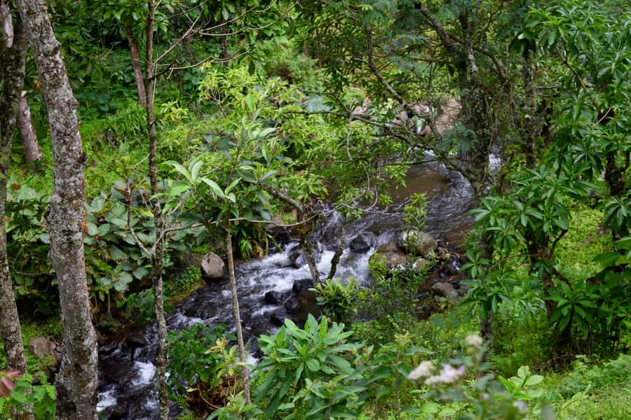Materuni Waterfalls, Chemka Hot Springs, &/Or Coffee Tour - Who will enjoy this outing most