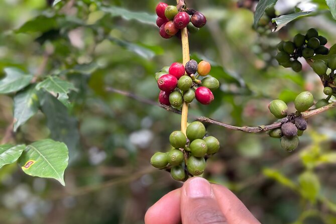 Materuni Waterfalls & Coffee Tour - Is $110 a fair price?