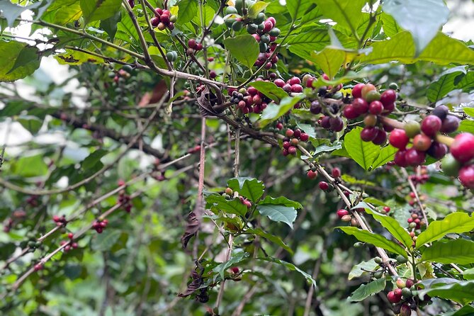 Materuni Waterfalls & Coffee Tour - What to bring for the waterfall and farm