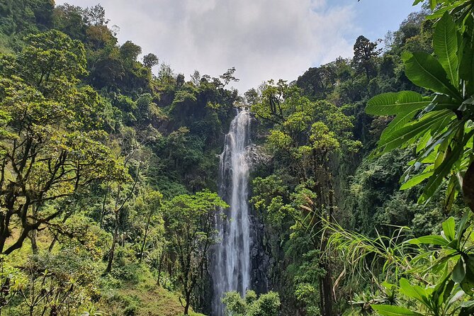 Materuni waterfalls,coffee tour & Kikuletwa(Chemka)Hot Springs - Coffee from plant to cup in Materuni