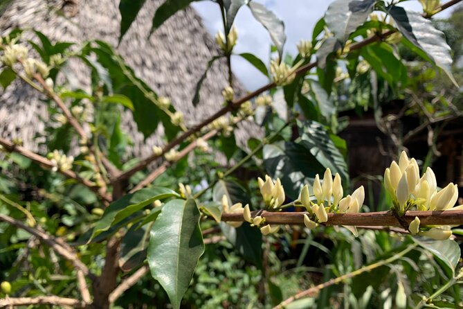 Materuni Waterfalls Hiking Tour with Coffee and Traditional Meal - Coffee the Chagga way, from picked cherry to roasted cup