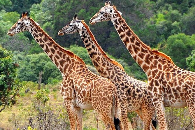 Mikumi National Park 2 Days/ 1 Night - Key points at a glance