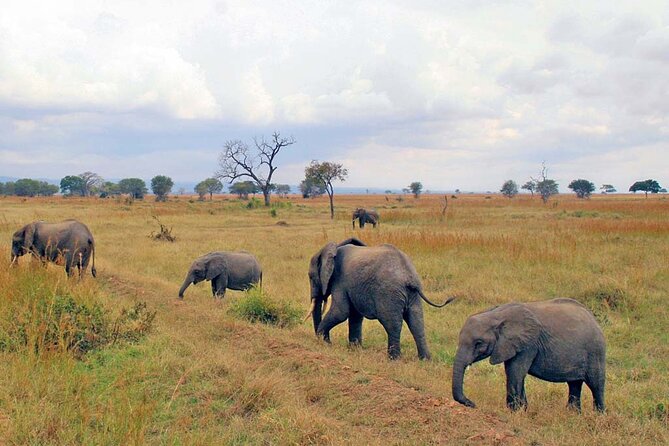 Mikumi National Park 2 Days/ 1 Night - First game drive: Mikumi from afternoon to sunset