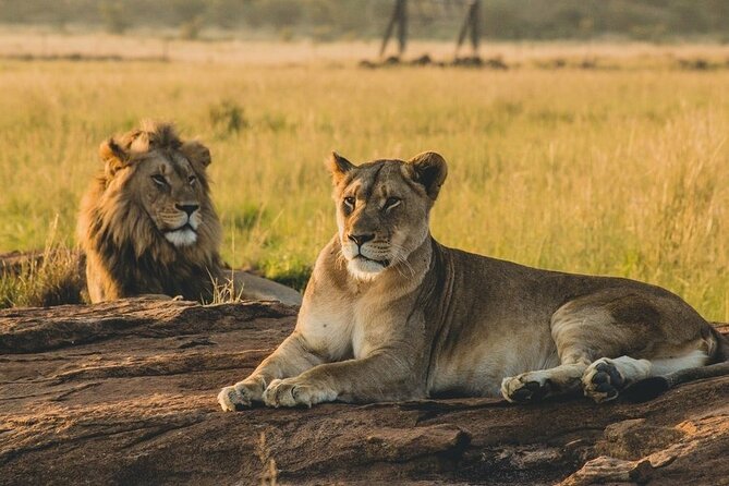 Mikumi National Park 2 Days/ 1 Night - Lunch, another drive, and the return to Dar es Salaam
