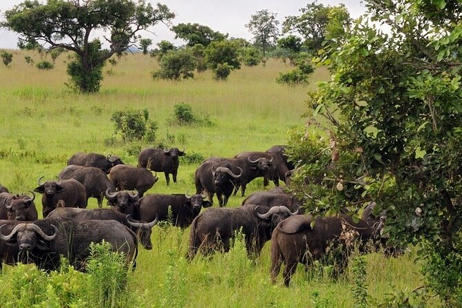 Mikumi National Park 2 Days/ 1 Night - What the $640 price includes