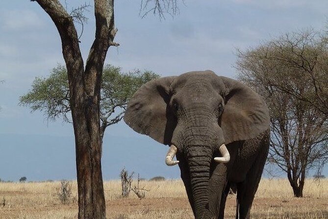 Mikumi National Park 3 Day Tour - Why Mikumi works for a short safari from Dar es Salaam
