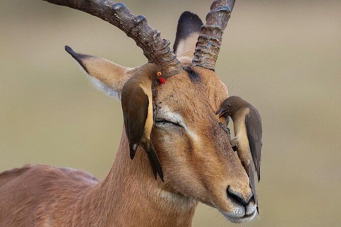 Mikumi National Park 3 Day Tour - Day three: snakes, Maasai culture, and the return south