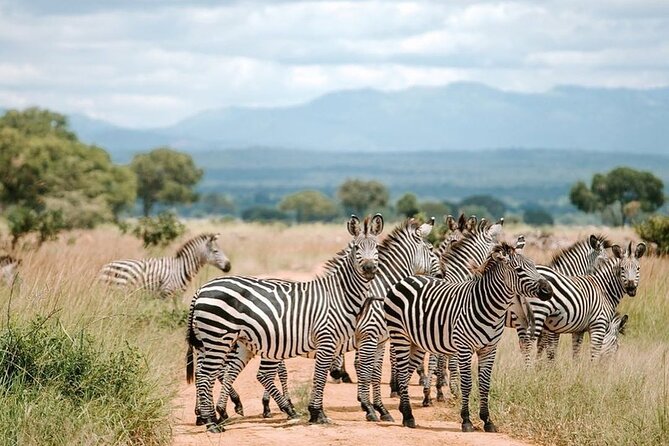 Mikumi National Park 3 Day Tour - What the $750 price really covers