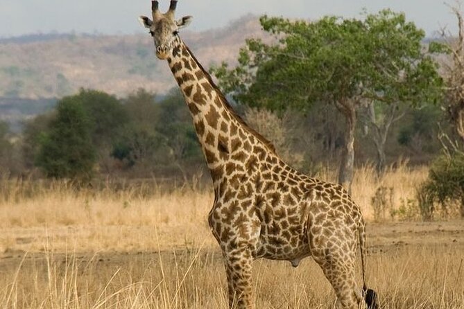 Mikumi National Park 3 Day Tour - Private transport, meals, and the details worth confirming