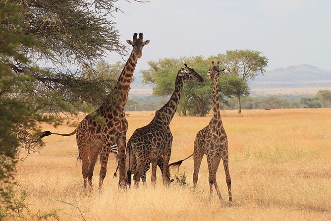 Mikumi National Park 3 Day Tour - The guide can shape the whole day