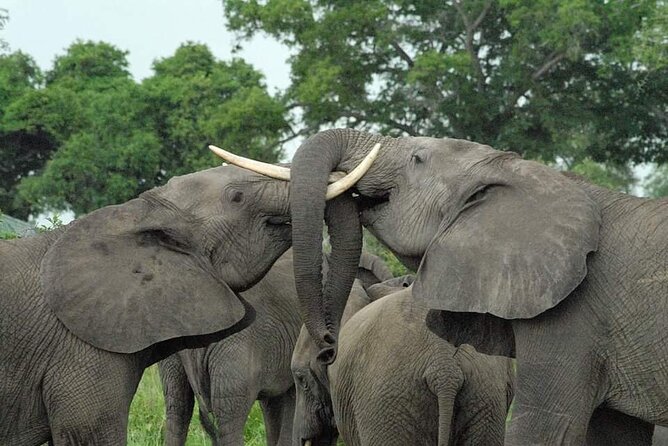 Mikumi National Park Day Trip - Key details before you book