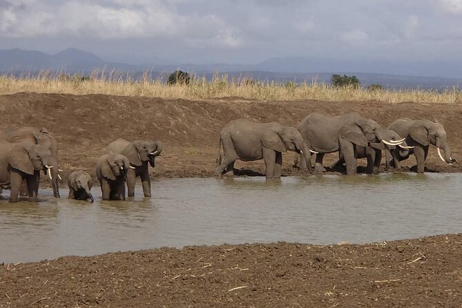 Mikumi National Park Day Trip - The 4x4 game drive from 8:30 AM
