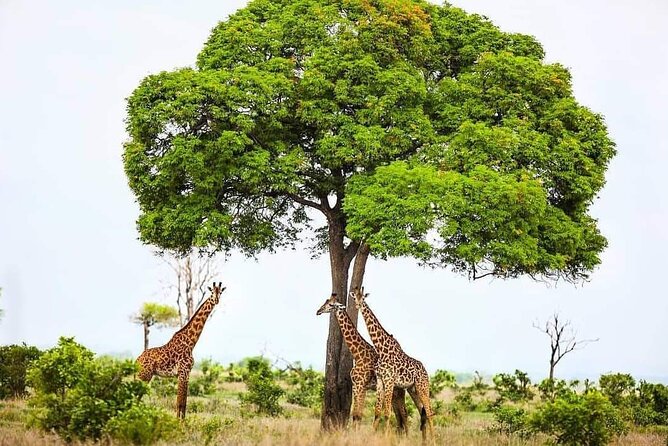 Mikumi National Park Day Trip - Is $520 a fair price?