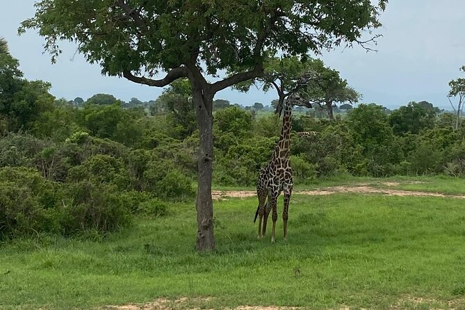 Mikumi National Park Day Trip by Train From Dar Es Salaam - Seven hours among Mikumi’s wildlife