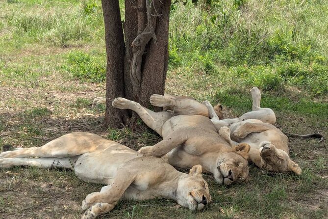 Mikumi National Park Day Trip by Train From Dar Es Salaam - What the $390 price really covers