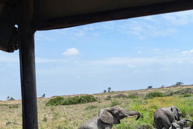 Mikumi National Park Day Trip by Train From Dar Es Salaam - The guide and the value of having one point of contact