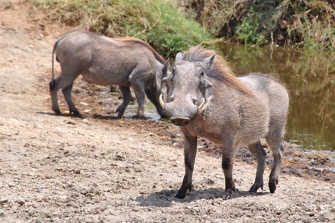 Mikumi National Park Day Trip by Train From Dar Es Salaam - The train and private transport arrangement