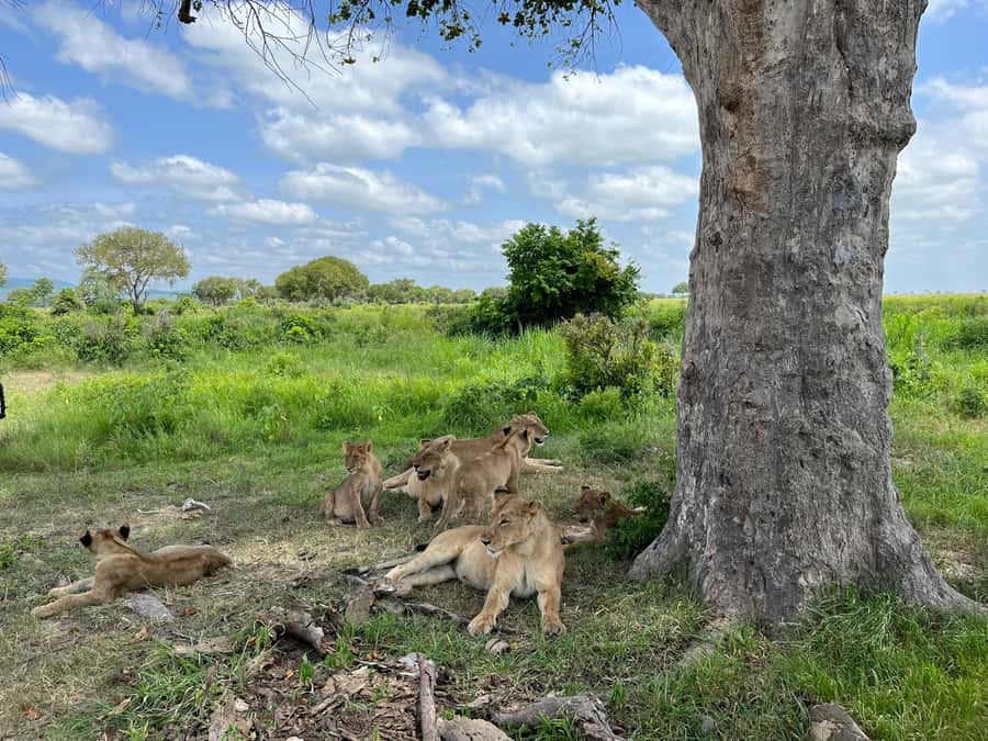 Mikumi National Park Day Visit - Key points at a glance