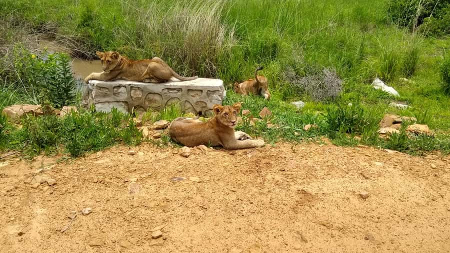 Mikumi National Park Day Visit - Why Mikumi works as a Zanzibar day trip