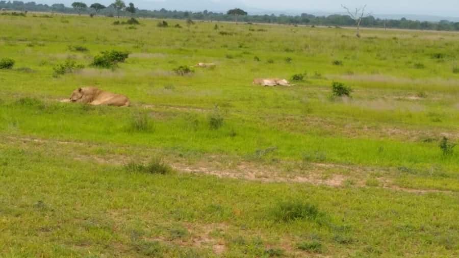 Mikumi National Park Day Visit - Seven to eight hours of wildlife viewing