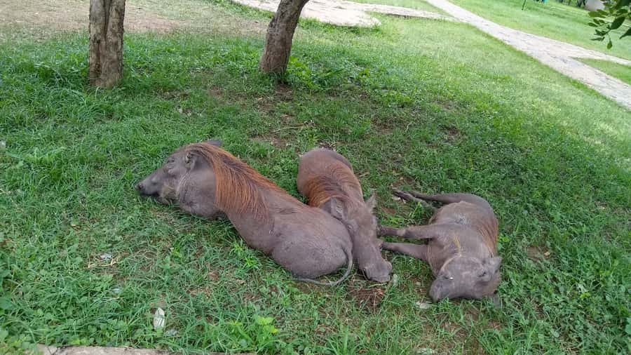 Mikumi National Park Day Visit - Lunch, comfort, and the pace of the day