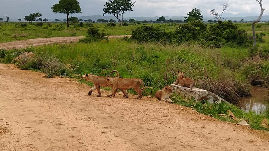 Mikumi National Park Day Visit - Who should book this safari?