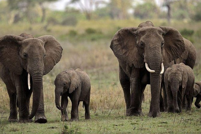 Mikumi National Park in a Day - A Day Tour from Morogoro - Why an early start makes Mikumi work