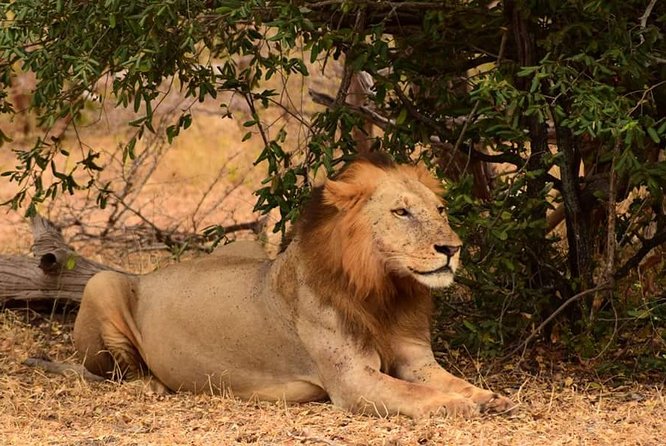 Mikumi National Park in a Day - A Day Tour from Morogoro - What the game drive feels like