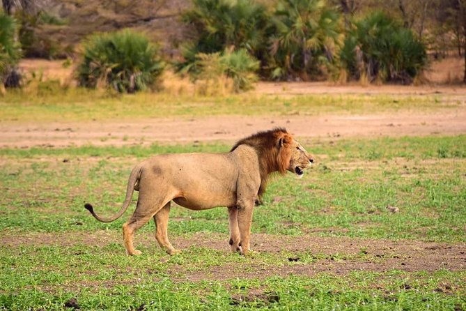 Mikumi National Park in a Day - A Day Tour from Morogoro - Comfort, group size, and practical planning