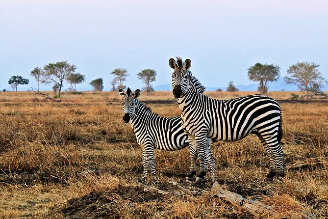 Mikumi National Park & Udzungwa Water Falls 3 Days Group Tour - Day 3: the return to Dar es Salaam