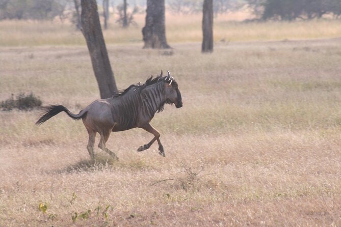 Mikumi National Park & Udzungwa Water Falls 3 Days Group Tour - Who will enjoy this three-day route