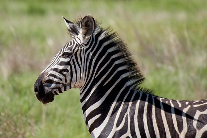 Mikumi Np Mid Range Tour 3 Days - Who should book this Mikumi safari