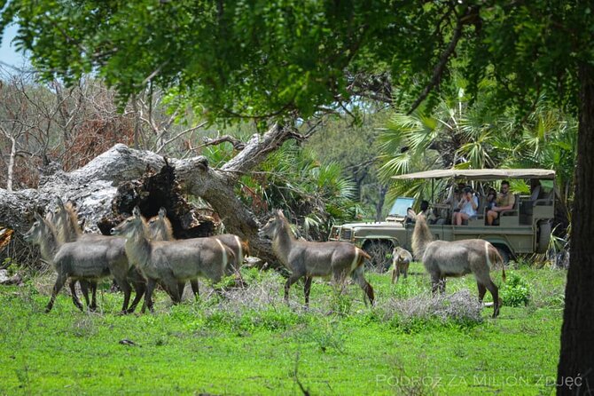 Mikumi Safari Tour: Day Trip Return Flight From Zanzibar - From Jahazi Cafe to Mikumi Airstrip