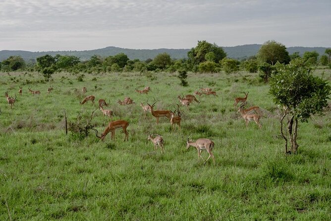 Mikumi Safari Tour: Day Trip Return Flight From Zanzibar - Why the small group matters