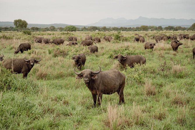 Mikumi Safari Tour: Day Trip Return Flight From Zanzibar - How to make the most of your safari hours