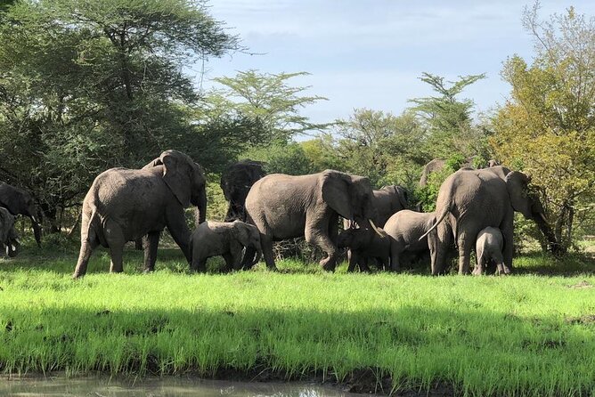 Mikumi Safari Tour: Day Trip Return Flight From Zanzibar - The Mkata Floodplain game drive