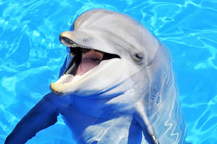 Mnemba dolphin & snorkel: from matemwe, pwani, kwingwa, Uroa - The sandbank and the tide