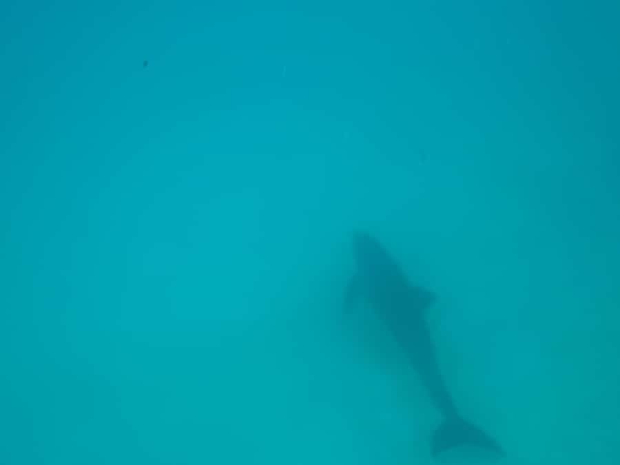 Mnemba dolphin & snorkel: from matemwe, pwani, kwingwa, Uroa - Who will enjoy this boat trip most