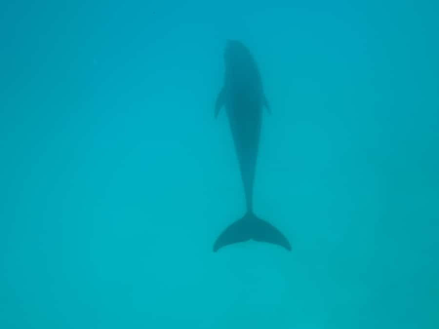 Mnemba dolphin & snorkel: from matemwe, pwani, kwingwa, Uroa - FAQ