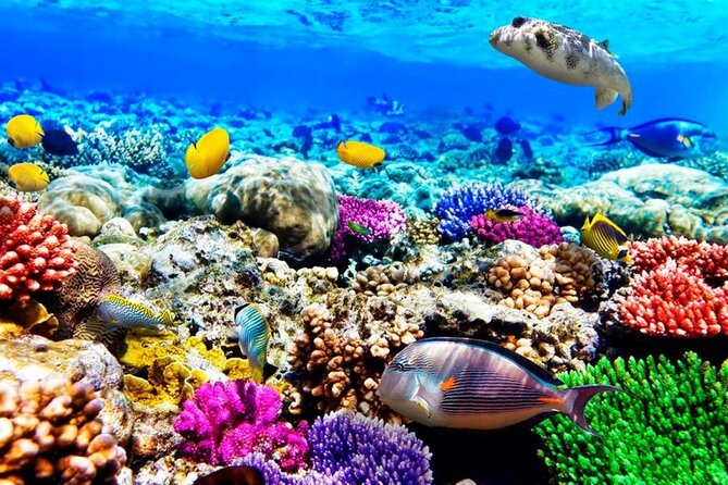 Mnemba Dolphin Tour, Clear Kayak, Cooking Class, Horse Riding - One day, five very different Zanzibar experiences