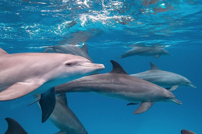 Mnemba Dolphin Tour, The Island Pongwe, Blue Lagoon, Starfish Tour, The Rock - Blue Lagoon offers a second reef setting