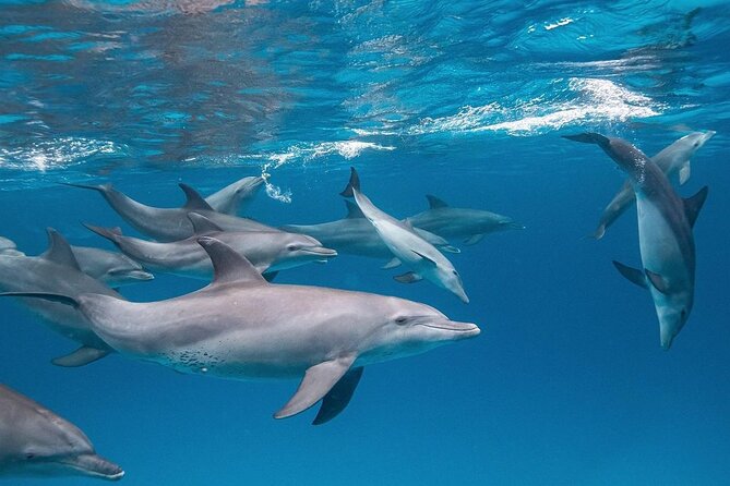 Mnemba Dolphin Tour, The Island Pongwe, Blue Lagoon, Starfish Tour, The Rock - Starfish Beach is short, simple, and photogenic