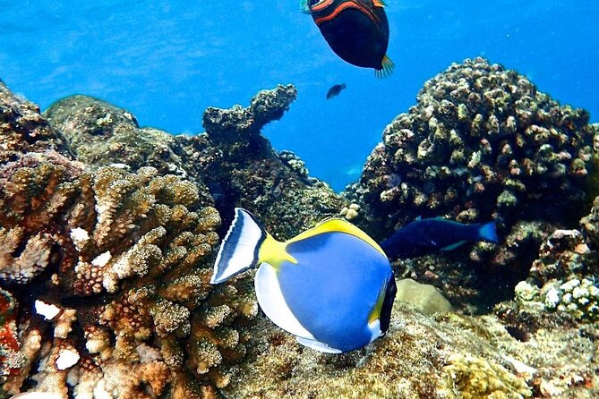 Mnemba Dolphin Tour, The Island Pongwe, Blue Lagoon, Starfish Tour, The Rock - Who will enjoy this day most