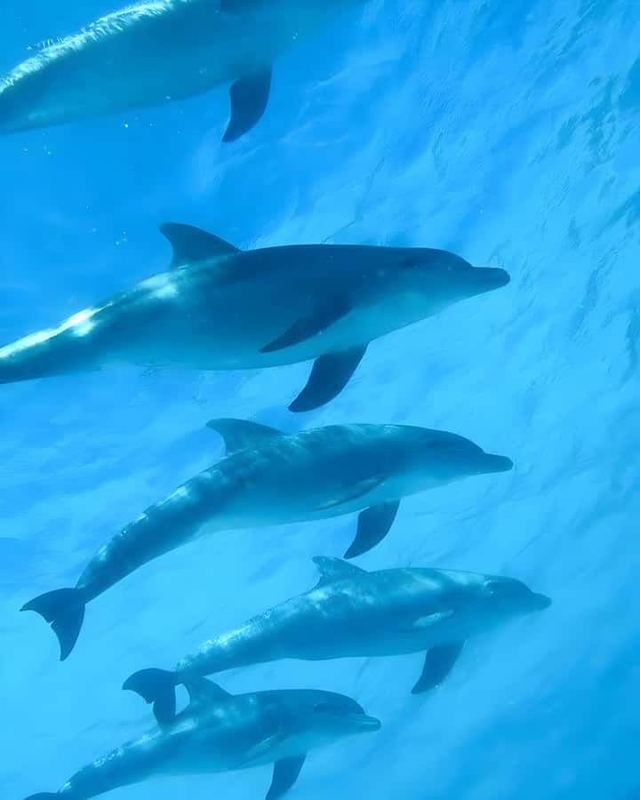 Mnemba Island: Dolphin Swim & Snorkeling with Optional Lunch - Key points before you book