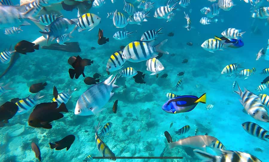 Mnemba Island: Dolphin Swim & Snorkeling with Optional Lunch - What a half-day near Mnemba Island really feels like