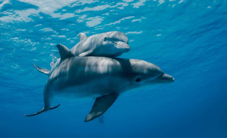 Mnemba Island: Dolphin Swim & Snorkeling with Optional Lunch - Looking for dolphins in open water