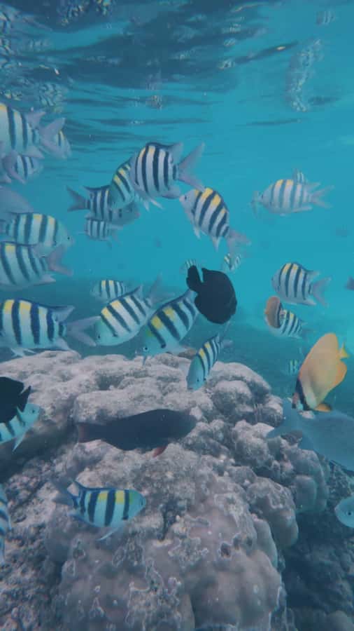 Mnemba Island: Dolphin Swim & Snorkeling with Optional Lunch - Snorkeling around Mnemba Atoll