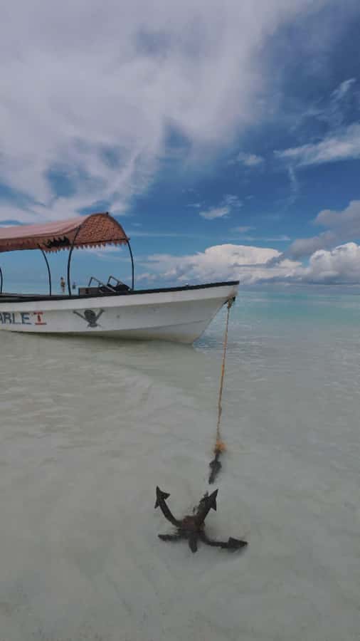 Mnemba Island: Dolphin Swim & Snorkeling with Optional Lunch - Optional lunch and the return to Zanzibar